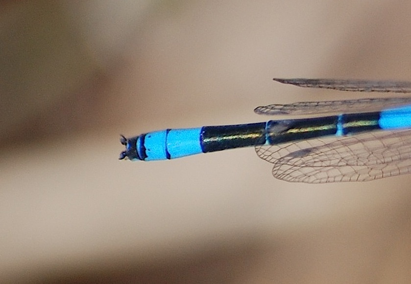 Coenagrion scitulum ?